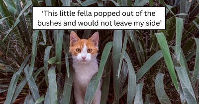'The gods of feline distribution deemed my soul worthy': Tiny kitten chooses a mail carrier, then finds the forever home she was always meant for