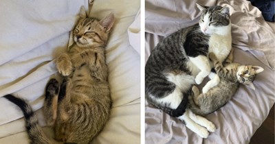 Beautiful kitten found outside home crying for his mama, two people work endlessly to bring him inside so he can have a real home: 'His middle name is Chance because he got a second chance at life'
