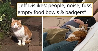 Feral cat named Jeff, who hates everything and everyone, decides it's time to retire and get adopted, picks a family where he's unconditionally loved and becomes the snuggliest cuddlebug