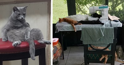 22 Totally Tuckered Out Cats Kicking Back After an Arduous Day at the Office