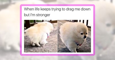 30 Mood-Boosting Borkers for Dog Lovers Who Need a Pawk-Me-Up