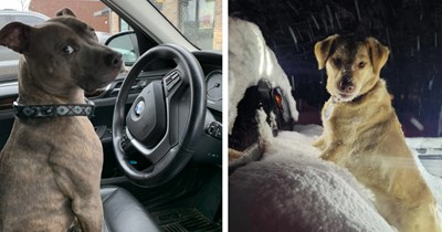 20 Cute Canines in Cars Craving the Tantalizing Taste of Adventure