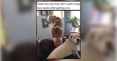25 Downright Delightful Dog Memes For Dog Dads Indulging in Wholesomeness (June 9, 2026)