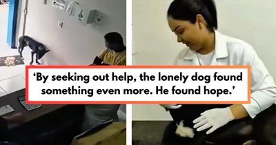 Watch: Stray dog in Brazil limps into veterinary clinic and waits patiently for someone to help him, video goes viral resulting in his adoption