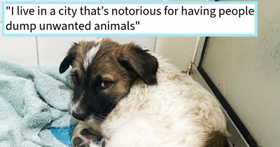 Man who found dumped puppy running on highway makes it his mission to find canine companion furever home after being rejected from shelter, rescuer says: ‘I figured they’d let him in the shelter simply because he’d be adopted in the blink of an eye.’