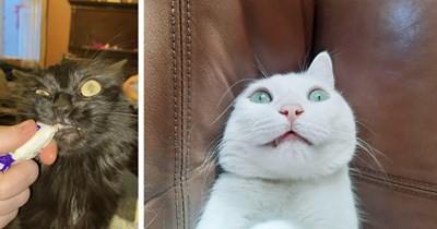 21 Hissterical Pics of Chaotic Cat Children Controlled by their Intrusive Thoughts