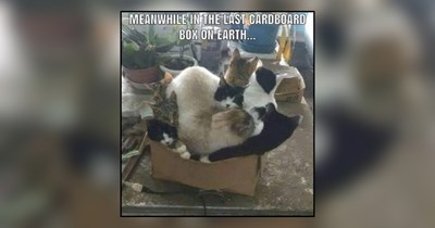 30 Hissterical Memes of Cats Who Believe Every Box Was Delivered Specifically for Them