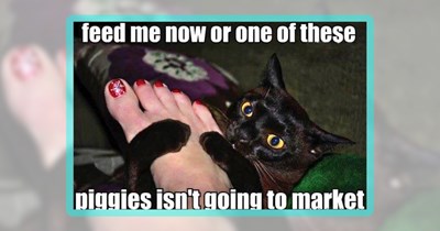 21 Foodie Feline Meme Menagerie Cat-ered to Your Taste