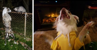 22 Cute Canine Kids Cooking Up a Chaotic Storm of Silliness