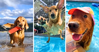 38 Golden Retrievers Enjoying a Sun-Soaked Summer Time in the Pool, Lake, and Beach