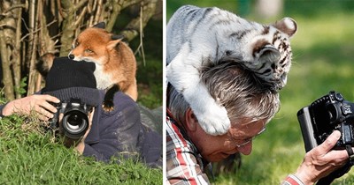 20 Adorable Animals Crashing Wildlife Photoshoots With Maximum Cuteness and Zero Regret