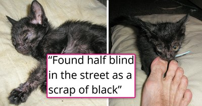 Person finds a tiny black lump on the street that turns out to be a half-blind kitten covered in fleas, now the feline is 18-years-old, has gray hairs and is loving life 