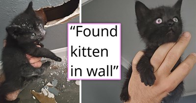 Person hears meowing from inside the wall, decides to cut a small hole when he suddenly sees a tiny paw pop out, seeking freedom, and is rewarded with a purrfect black kitten companion 