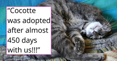 Since 1996, this kind man has been adopting the cats who needed homes the most from a shelter, and today, at 70 years old, he adopted the sweetest cat who's been there for 450 days 