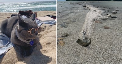 30 Relaxing Pictures of Coastal Cats Catching Waves and Catnaps