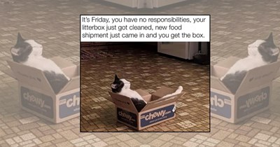 Funny Feline Memes Served Fresh From the Cat Distribution System