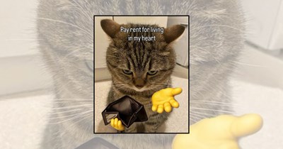 'Love at first meow': Couple cat memes to send your crush and your purrfect match