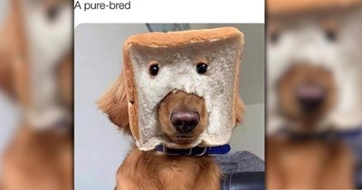 22 Joyful Dog Memes for a Delightful Day and a Wonderful Week
