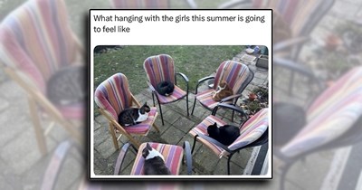 A Cat Pack of Cat Memes to Pack for a Purrfect Picnic