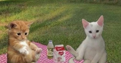 A Cat Pack of Cat Memes to Pack for a Purrfect Picnic