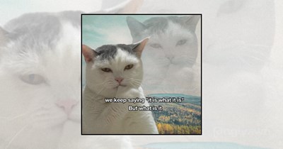 A Wise Cat's Train of Thought: Existential Cat Memes Reflecting on Life and Being the Motivational Speakers You Needed Today