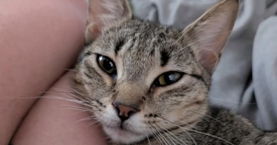 Cat rushes into a woman's house while she checks the mail, feline refuses to leave: 'She refuses to go and just meows til I pet her'