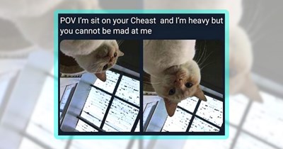 38 Purrfectly Precious Friday Feline Funnies for a Cute Cat Meowment