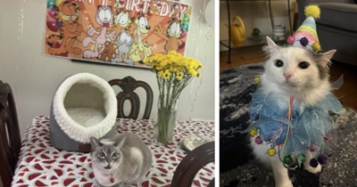 22 Sweet Feline Birthday Pawrty Pics fur your Daily Dose of Delight