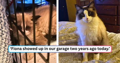 Abandoned kitten turns up in a woman's garage with nowhere to go; two years on, she shares Fiona's journey from dumped to deeply loved.