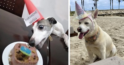 23 Cute Canine Kids Captured Celebrating their Birthdays