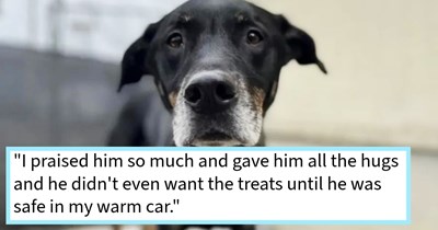 Dog who disappeared after pursuing rabbit in British Columbia tearfully reunited with dog mom after hours of panicked searching, says: ‘I pull up beside my apartment building feeling defeated, and who do I spot 30 feet away’
