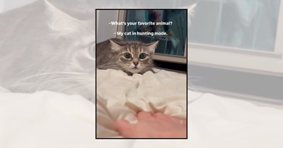 Cats in Hunting Mode Chasing The Invisible Enemy at 2 AM and Waking Up The Entire House
