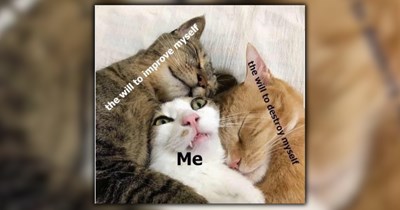 ‘Took my cat camping’: A furresh feast of feline funnies that best describe the love between a hooman and their cat