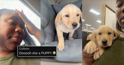 Woman running errands sees a golden retriever puppy running towards her in the parking lot, tries everything to find the owners but ends up keeping her: ‘The puppy distribution jackpot!’