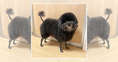 If cutting hair was a crime, then these barbers deserve jail: 26 Unhinged dog haircuts gone terribly wrong