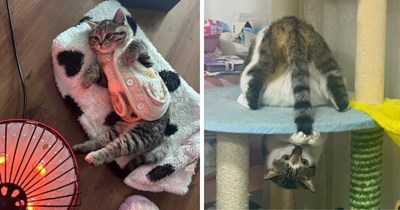 36 Heartwarming Friday Felines for a Dreamy Meowment of Cuddly Cat Chaos