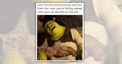 A Caturday Care Package of Memes for Cat Lovers Who Need a Silly Sprinkle of Hooman Catnip