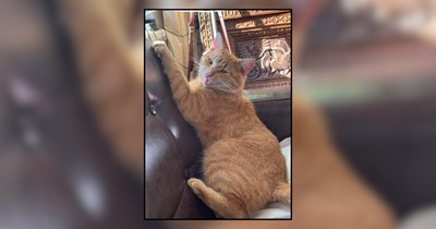 Orange cat pulled out of car by firefighters after being cold and alone all night, mother and son adopt him quickly: 'From sleeping in cars to owning the couch'