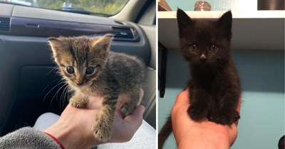 30 Adorable Pictures of Palm-Sized Kittens Delivering Handfuls of Cuteness