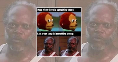 The Internet's Favorite Frenemies Star in These 21 Cat and Dog Memes