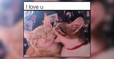 Warmhearted Cats That Break the Chaos Kitty Stereotypes
