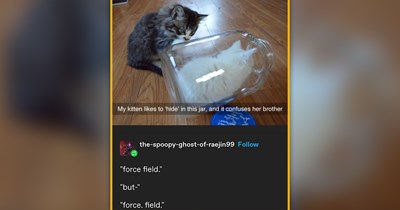 25 Comforting Cat Memes Wrapped in Fluff and Purrs