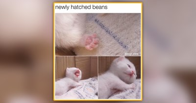 26 Gentle Cat Memes to Cushion the Chaos of a Long Week