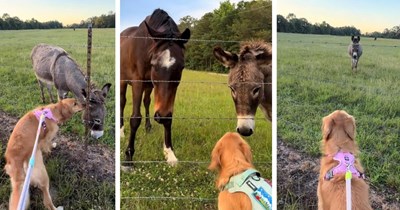 Miley the Dog Befriends a Donkey and a Horse on a Run With Her Human, so They Make the Friendly Encounter a Part of Their Daily Routine