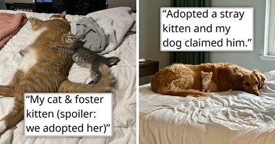 25 Cutest Cat Adoption Stories from National Cat Adoption Month to Sprinkle Pawsitivity Onto Your Timeline