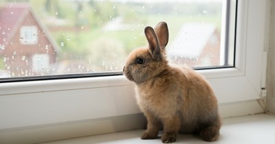 Woman turns car around after her parents text her halfway through a two-hour drive to say they’ll have a dog staying over with her sensitive-hearted rabbit, woman says: ‘I made one thing very clear: I did NOT want my aunt’s dog there’