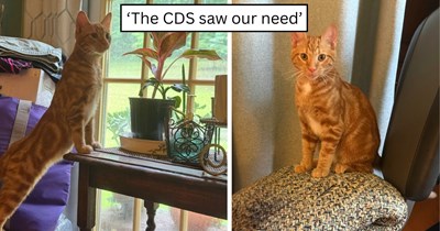 'Peanut needed a friend closer to his age': Young orange kitten gets the playmate he's been waiting for after family rescues friendly feline Cinna