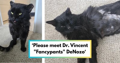 Former feral cat with a face full of scars keeps getting overlooked at the shelter, until one visitor returns for him 3 separate times and adopts him