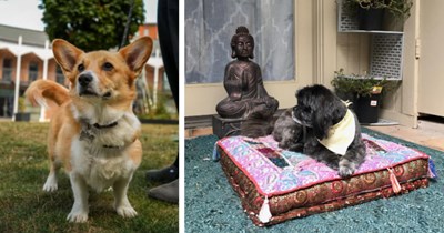 20 Regal Pupper Pics for Hardworking Hoomans Who’ve Furgotten Who’s Top Dog