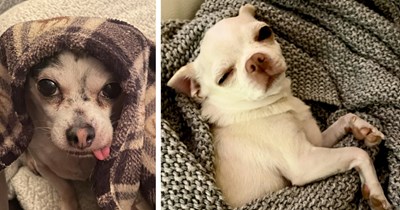 22 Chill Blanket Covered Chihuahuas fur Canine Lovers Currently Conked Out on the Couch